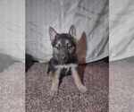 Small Photo #7 German Shepherd Dog Puppy For Sale in FENNVILLE, MI, USA