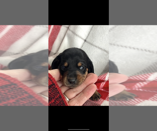 Medium Photo #3 Dachshund Puppy For Sale in NILES, MI, USA