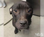 Small Labrador Retriever