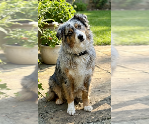 Medium Photo #2 Australian Shepherd-Unknown Mix Puppy For Sale in Genesee, WI, USA