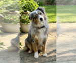 Small #1 Australian Shepherd Mix