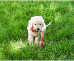Small #5 English Cream Golden Retriever