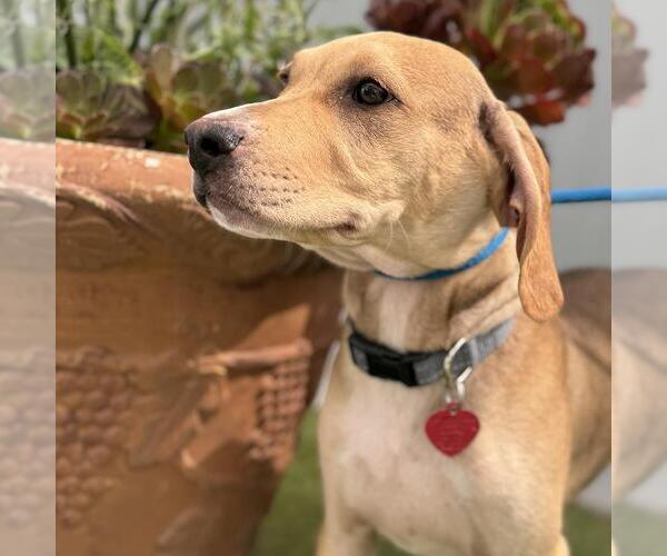Medium Photo #4 Labrador Retriever-Unknown Mix Puppy For Sale in San Diego, CA, USA