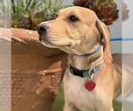 Small #3 Labrador Retriever Mix