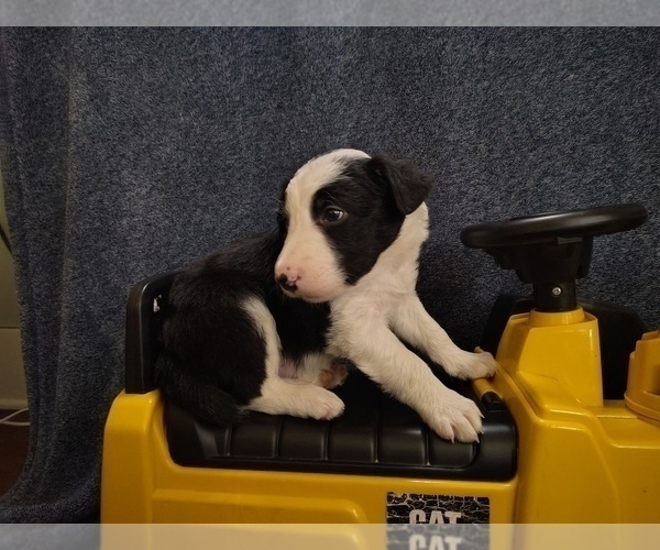 Medium Photo #188 Border Collie Puppy For Sale in NORBORNE, MO, USA