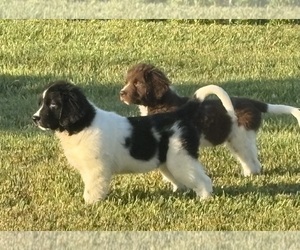 Newfoundland Puppy for Sale in WAUSEON, Ohio USA