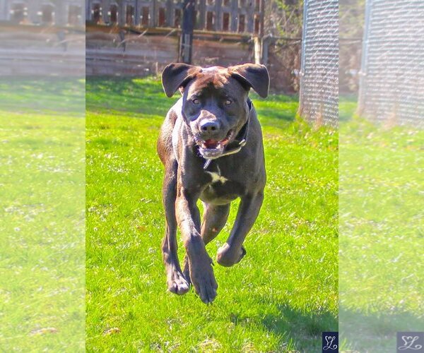 Medium Photo #8 Labrador Retriever-Unknown Mix Puppy For Sale in Lockport, NY, USA