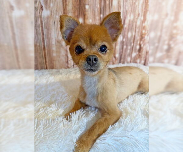 Medium Photo #6 Pomeranian-Unknown Mix Puppy For Sale in Arlington, VA, USA