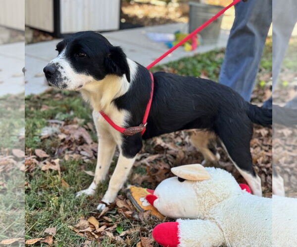 Medium Photo #3 Colonial Cocker Spaniel-Unknown Mix Puppy For Sale in Yardley, PA, USA