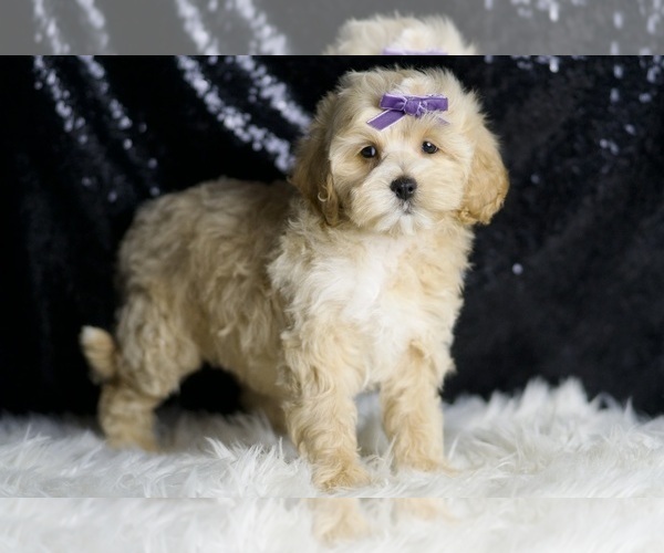 Medium Photo #4 Maltipoo Puppy For Sale in WARSAW, IN, USA
