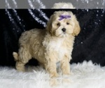 Small #3 Maltipoo