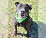 Small American Pit Bull Terrier Mix