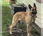Small #1 German Shepherd Dog