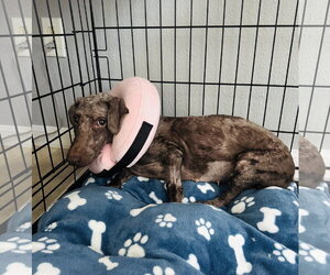 Mocha - Female Miniature Labradoodle Dog for Adoption - Photo #2
