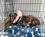 Small Photo #2 Miniature Labradoodle Puppy For Sale in Valrico, FL, USA
