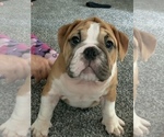 Small #1 English Bulldog