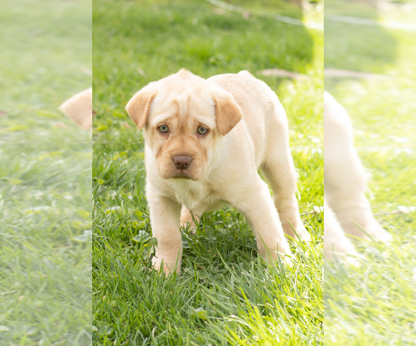 Medium Photo #1 Cocker-Pei Puppy For Sale in MILLERSBURG, IN, USA