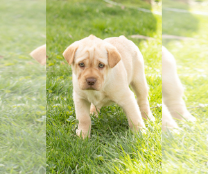 Cocker-Pei Puppy for sale in MILLERSBURG, IN, USA