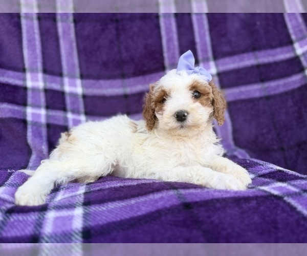 Medium Photo #8 Cavapoo (Miniature) Puppy For Sale in LAKELAND, FL, USA