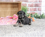 Small #4 Schnauzer (Miniature)