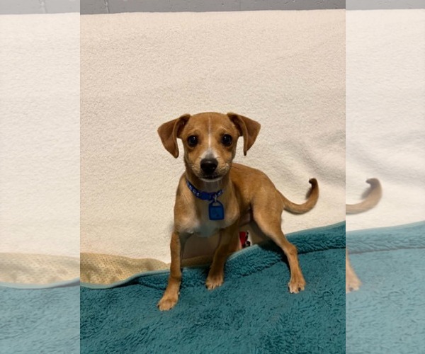 Medium Photo #5 Chihuahua-Unknown Mix Puppy For Sale in Mukwonago, WI, USA