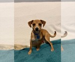 Small #4 Chihuahua Mix