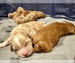 Small #11 Goldendoodle