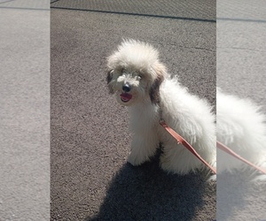 Goldendoodle mix (+ Poodle Miniature) Puppy for sale in CHICAGO, IL, USA