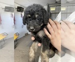 Puppy Robert Labradoodle