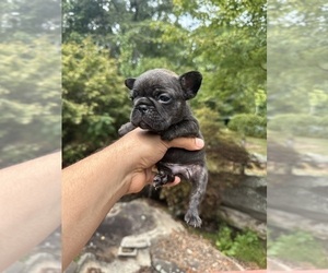 French Bulldog Puppy for Sale in DOUGLASVILLE, Georgia USA