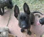 Small #1 Dutch Shepherd Dog-German Shepherd Dog Mix