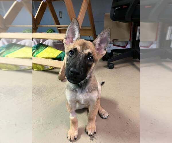 Medium Photo #2 Mutt Puppy For Sale in Imlay City, MI, USA