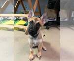 Small #1 Mutt