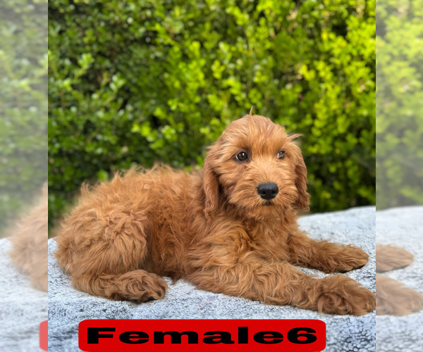 Medium Photo #15 Goldendoodle (Miniature) Puppy For Sale in BAKERSFIELD, CA, USA