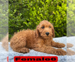Small #14 Goldendoodle (Miniature)
