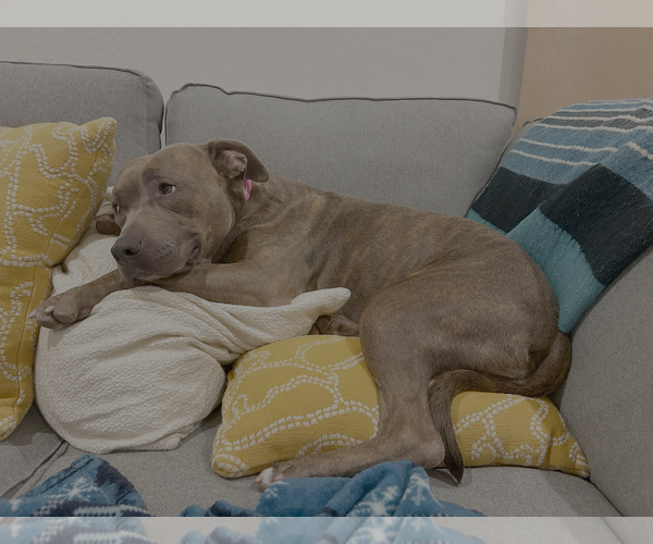 Medium Photo #6 American Pit Bull Terrier-Unknown Mix Puppy For Sale in San Jose, CA, USA