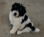 Small #3 Bernedoodle (Miniature)