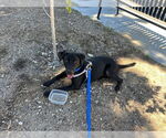 Small #4 Labrador Retriever Mix