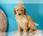 Small Photo #13 Goldendoodle Puppy For Sale in CARLOCK, IL, USA