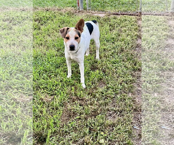 Medium Photo #2 Mutt Puppy For Sale in Rockaway, NJ, USA