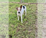 Small #1 Mutt