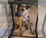 Small #6 Greyhound Mix