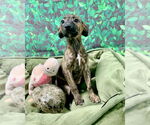 Small #2 Mutt