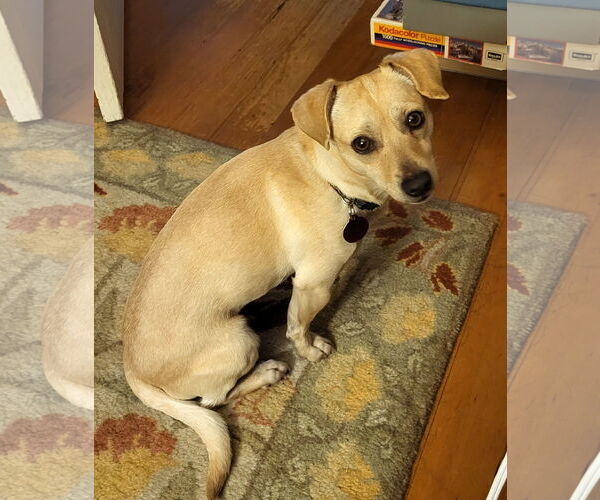 Medium Photo #3 Chihuahua-Unknown Mix Puppy For Sale in Bellevue, WA, USA