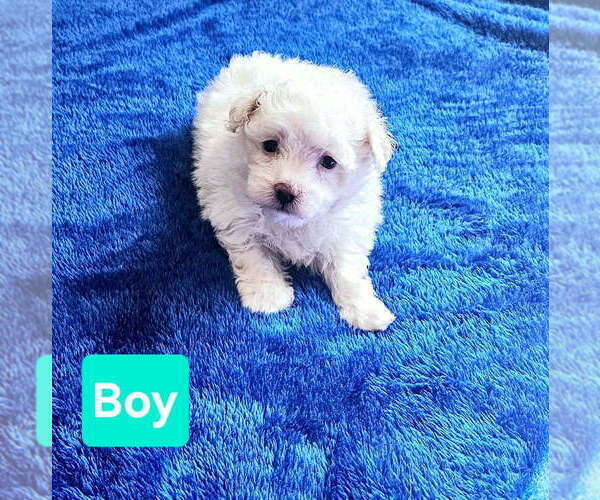 Medium Photo #1 Maltipoo (Toy) Puppy For Sale in PALM COAST, FL, USA