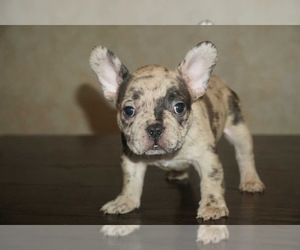 French Bulldog Puppy for Sale in DELRAY BEACH, Florida USA