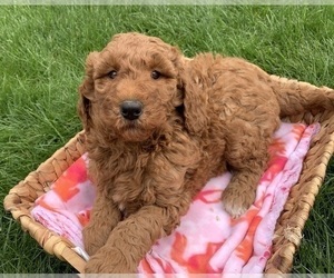 Goldendoodle Puppy for sale in SHIPSHEWANA, IN, USA