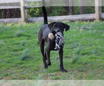 Small Photo #2 Labrador Retriever-Unknown Mix Puppy For Sale in Aurora, IN, USA