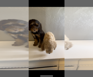 Australian Labradoodle Puppy for sale in BAKERSFIELD, CA, USA