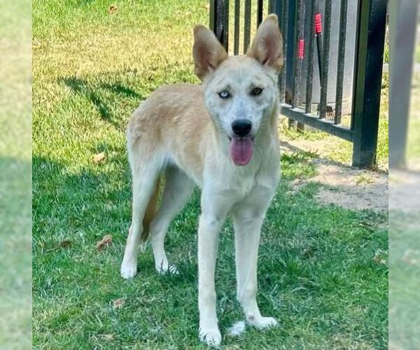 Medium Photo #2 Siberian Husky-Unknown Mix Puppy For Sale in Riverside, CA, USA